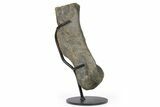 Hadrosaur (Hypacrosaur) Metatarsal (IV) w/ Metal Stand - Montana #265014-2